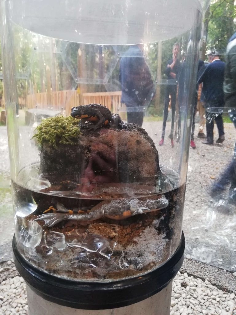 Predstavený vývoj žaby. Umelá žaba v skle.