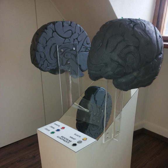 Model ľudského mozgu Model ľudského mozgu v Múzeu špeciálneho školstva v Levoči.