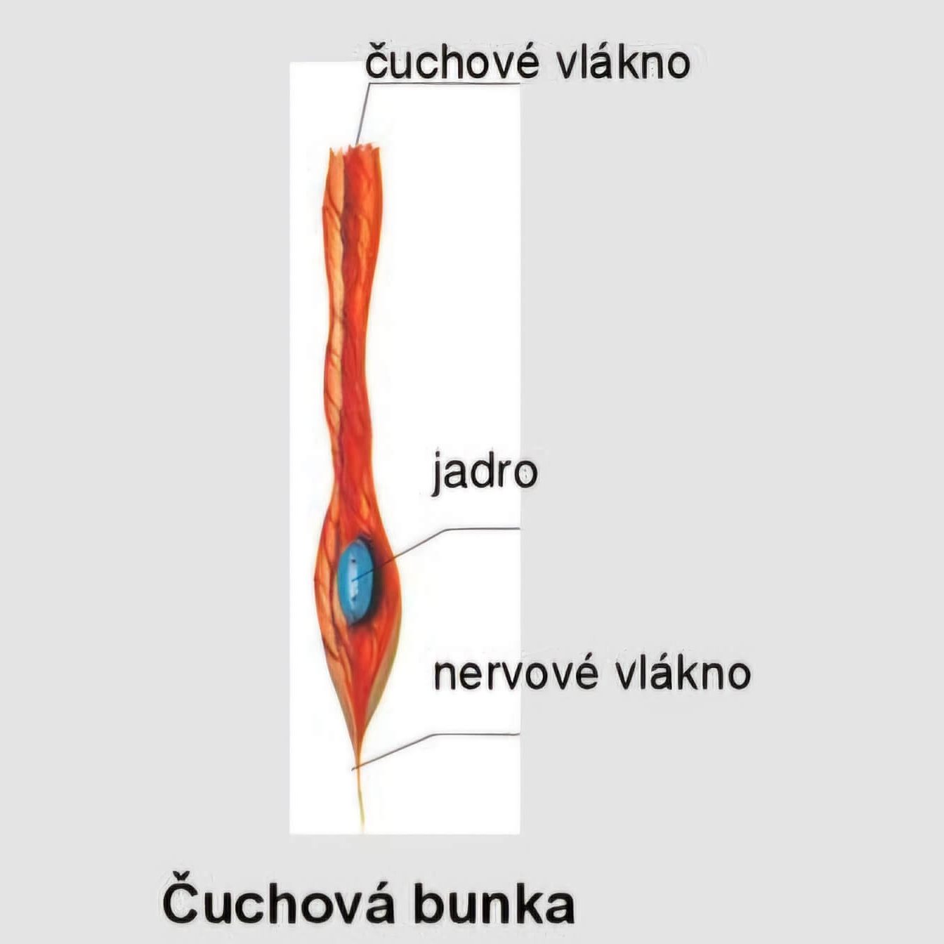 čuchová bunka