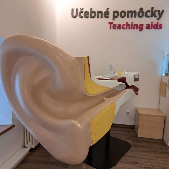 Model ucha Nadrozmerný model ľudského ucha v priestoroch Múzea špeciálneho školstva v Levoči.