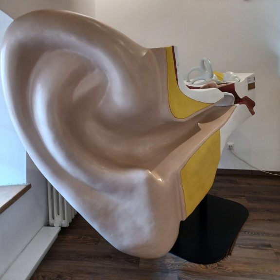 Ucho Model ľudského ucha.