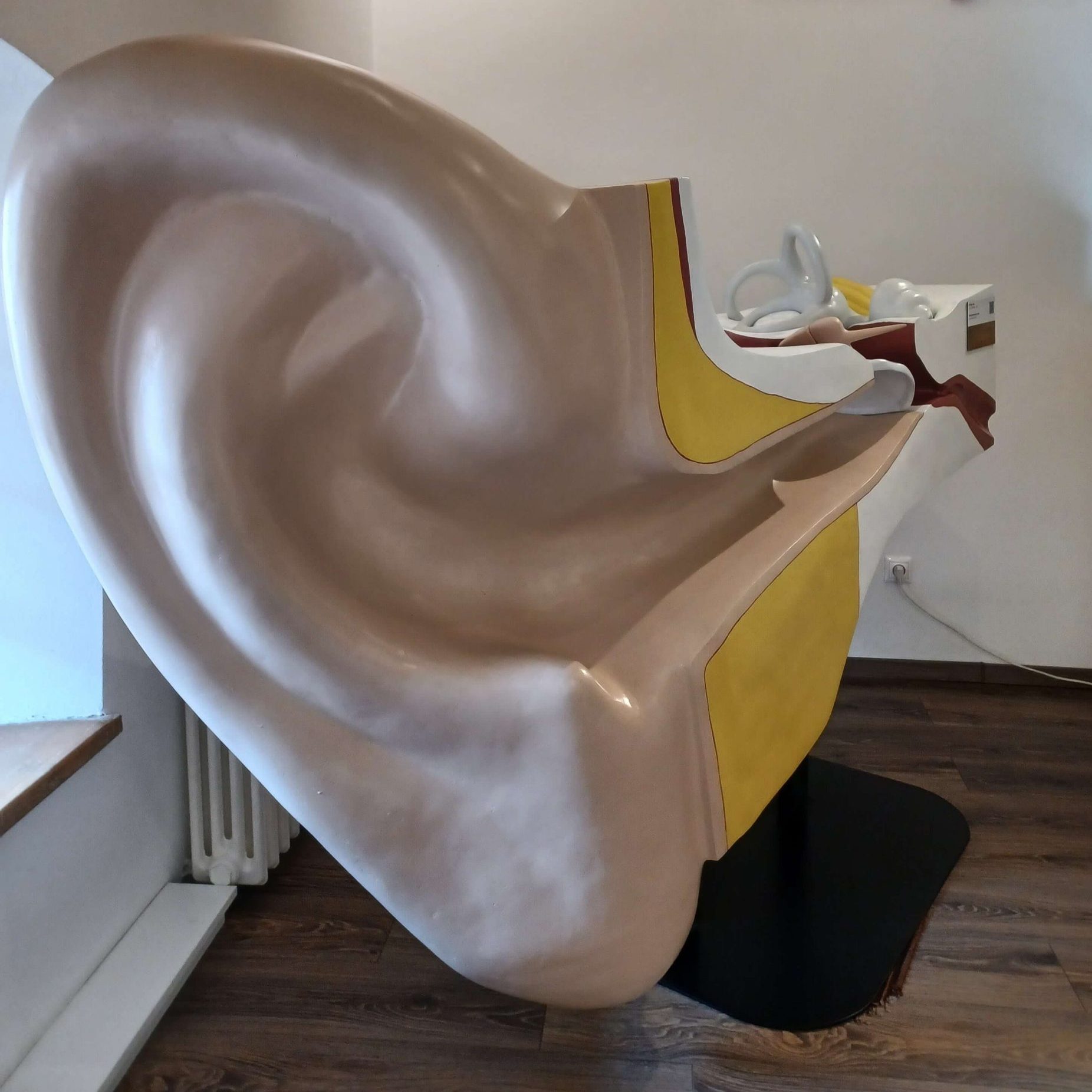 Model ľudského ucha.