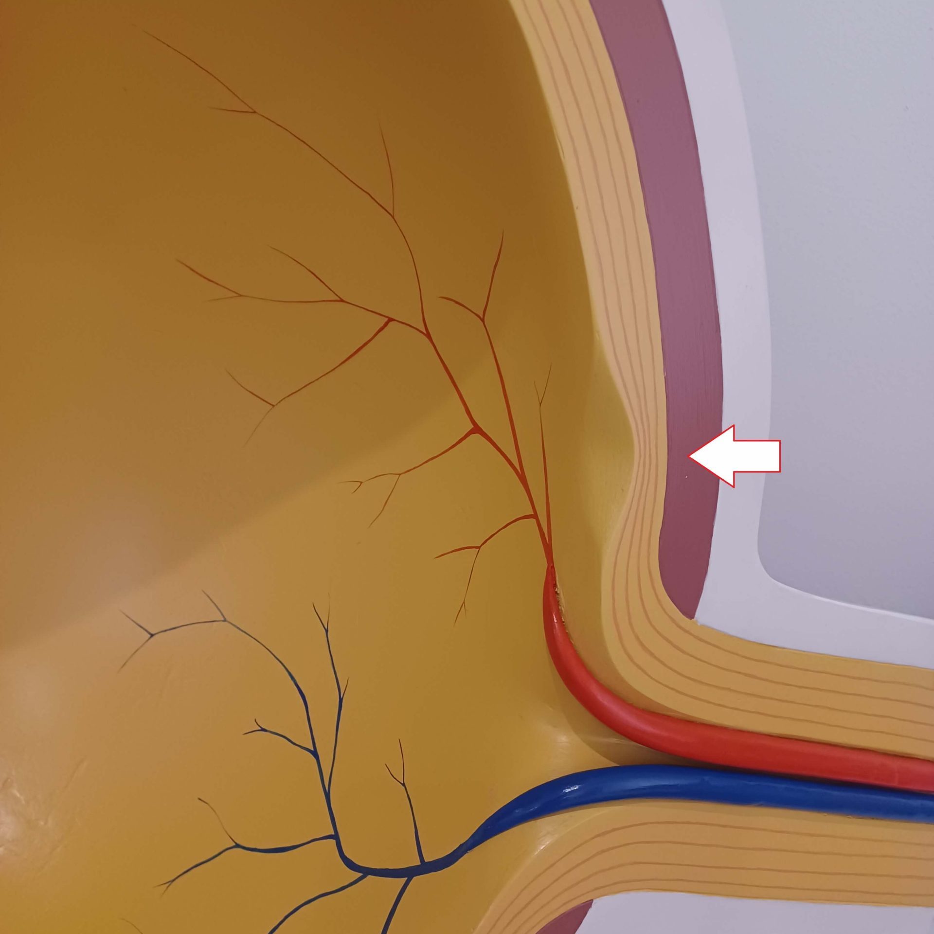 Model oka, detail sietnice so žltou škvrnou.