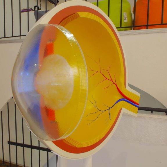 Model prierezu oka, spredu