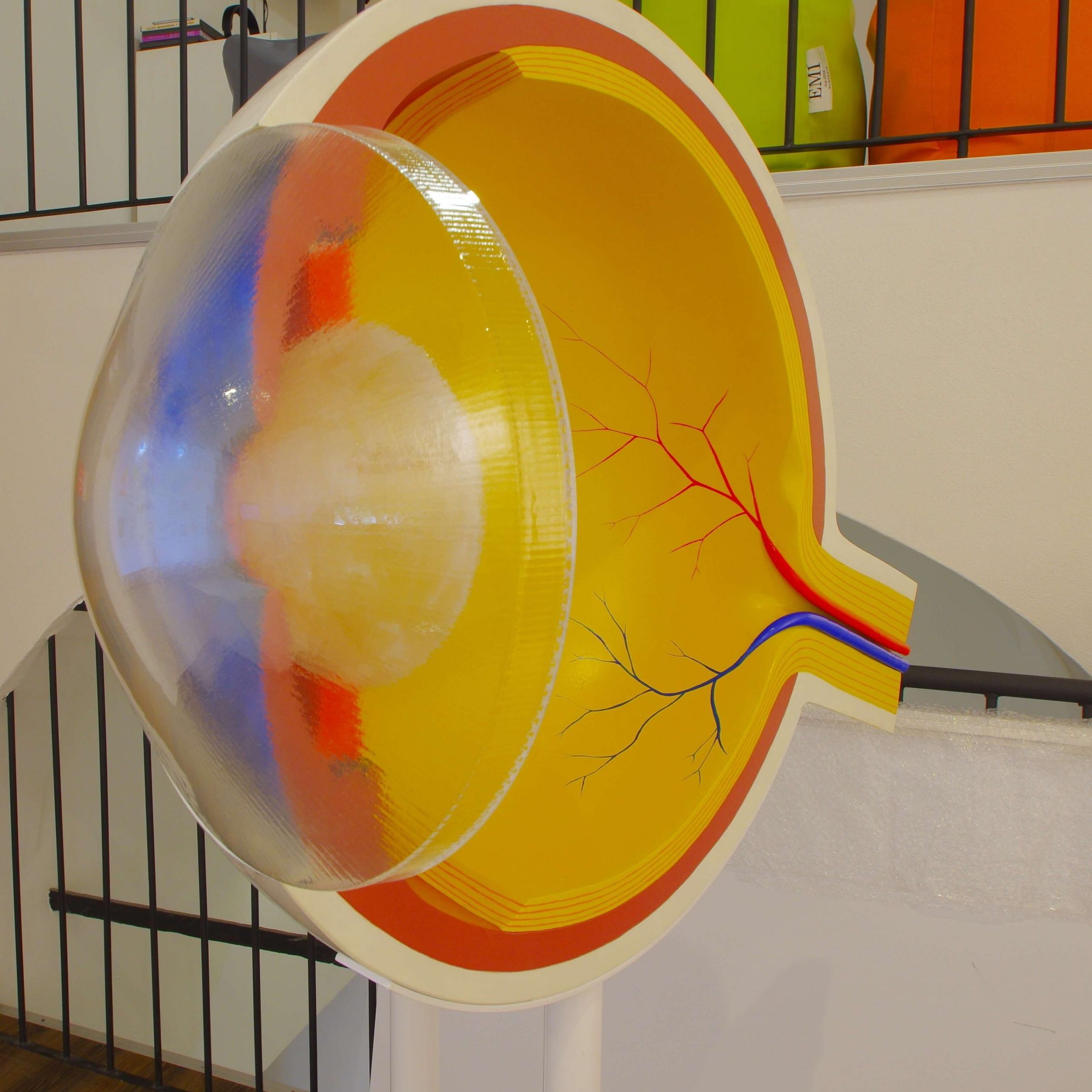 Model prierezu oka, spredu .