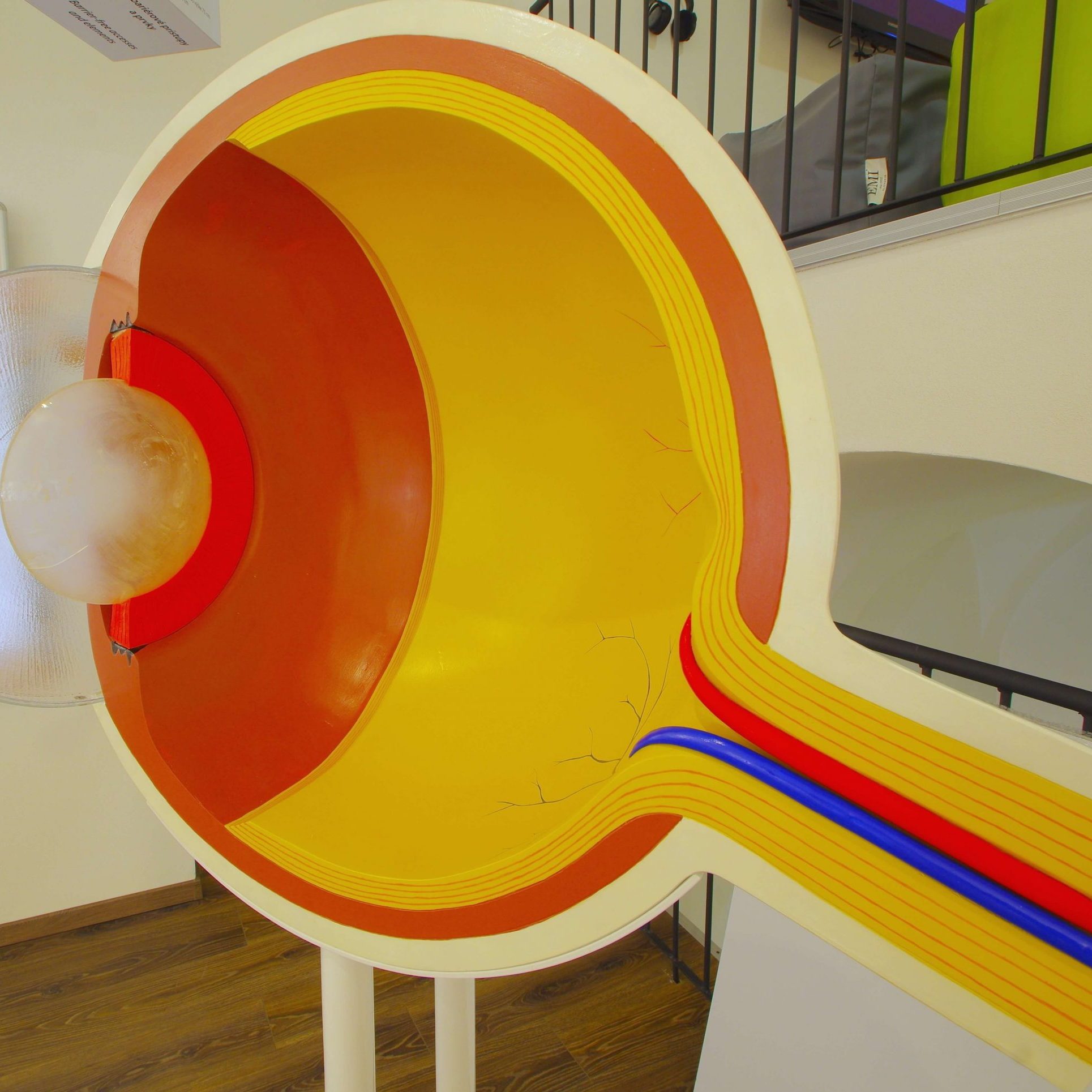 Model prierezu oka, zozadu.