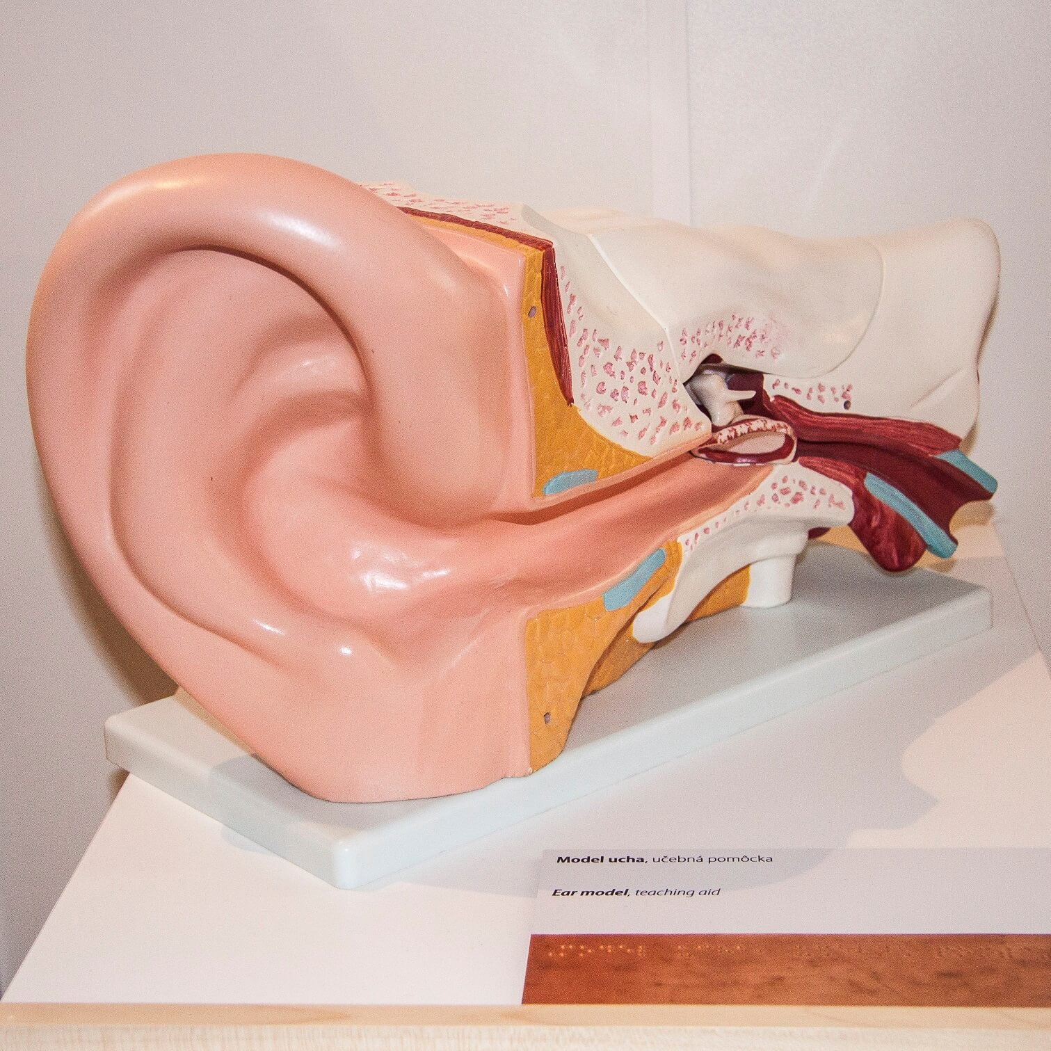 ľudské ucho Model ľudského ucha.