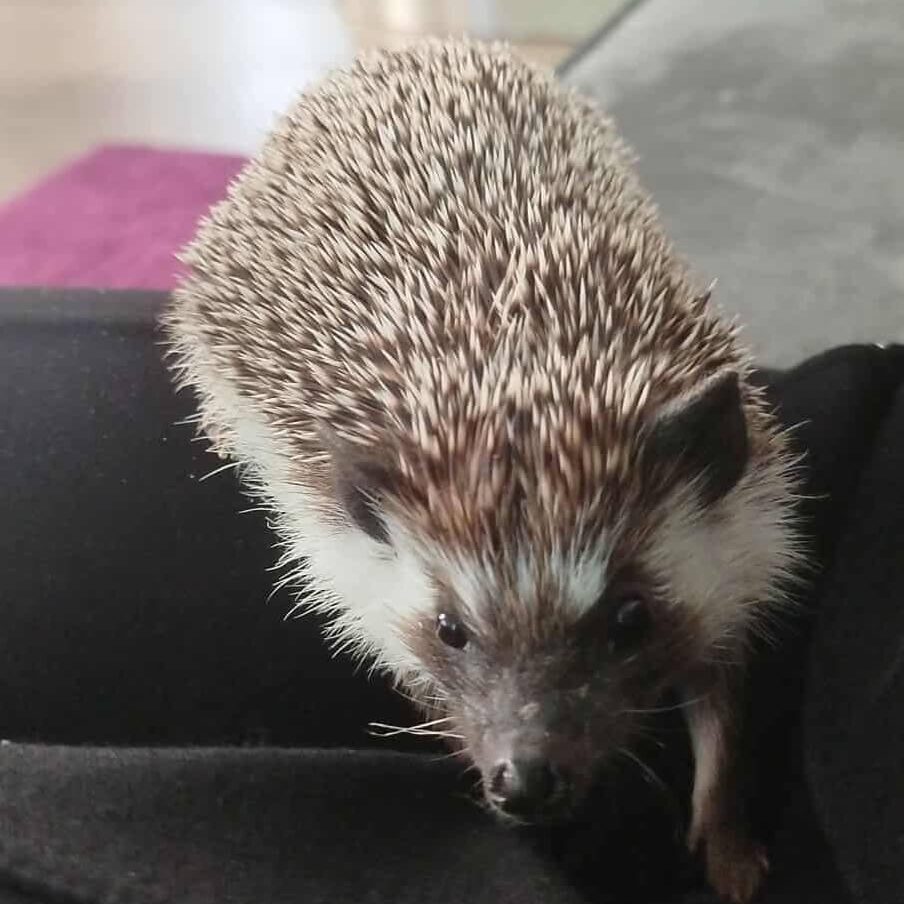Ježko