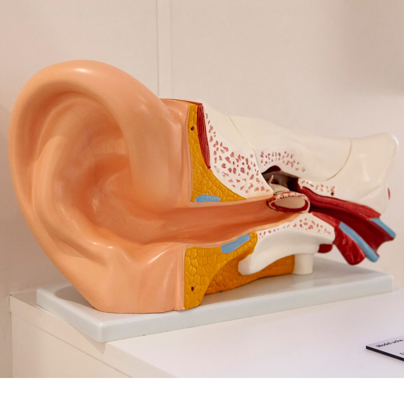 Model ľudského ucha v Múzeu špeciálneho školstva v Levoči.